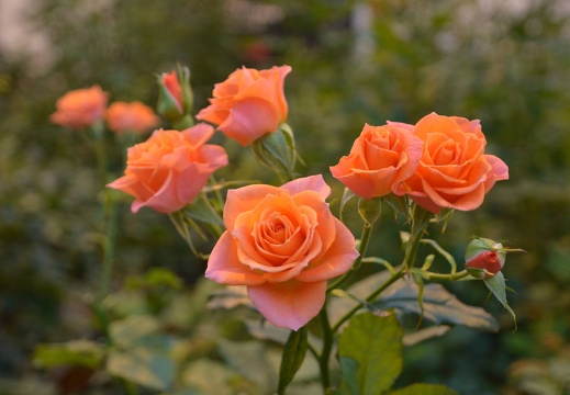Blumen